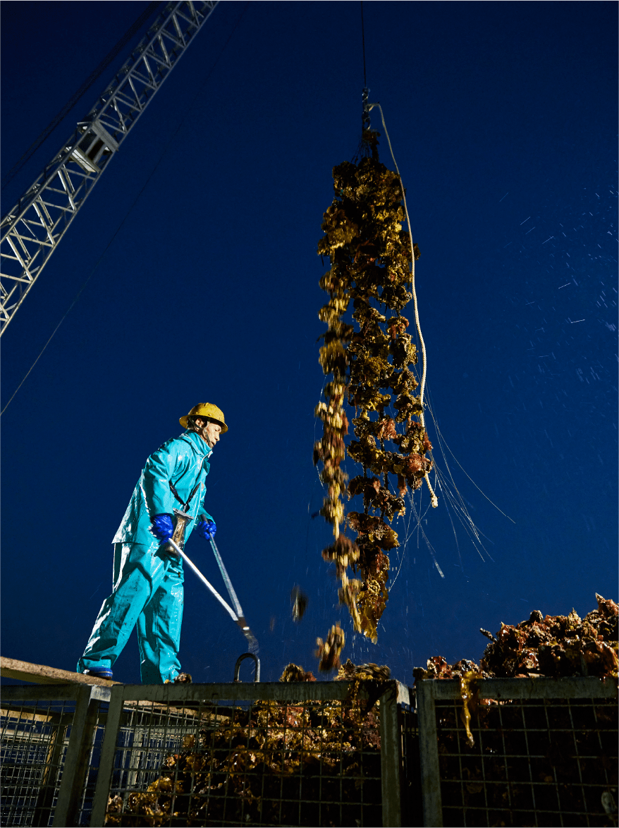 画像：中野水産イメージ